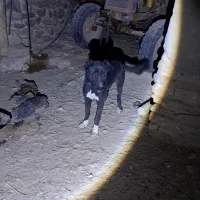 سگ مشکی|سگ|اسفراین, |دیوار