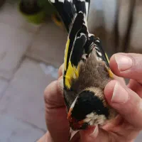 سهره جوجه بهاره|پرنده|هشتگرد, شهرک پارسیان|دیوار