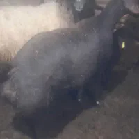 فروش گوسفند قزل