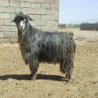 بز، پازن، کهره چبش، سالار|حیوانات مزرعه|شیراز, اصلاح‌نژاد|دیوار