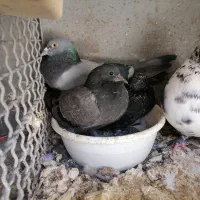 کفتر گمشده