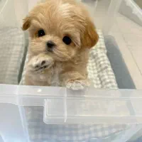 فروش سگ های مینیاتوری