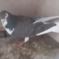 کفتر|پرنده|بیرجند, |دیوار