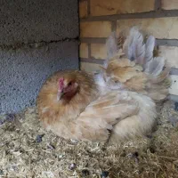 مرغ و خروس برهما