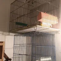 قفس قناری وسهره