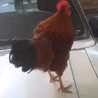 یک عددخروس جوان