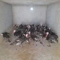 بوقلمون برنز انگلیسی