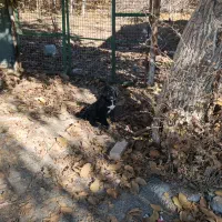 دوعددتوله سگ نگهبان باغ وویلا|سگ|عسگران, |دیوار