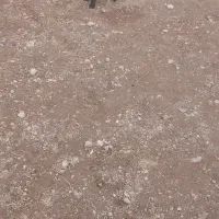 پاکوتا اصیل|سگ|هشترود, |دیوار