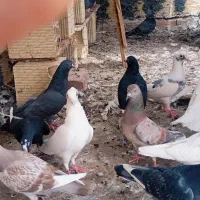 ۱۵عدد کبوتر