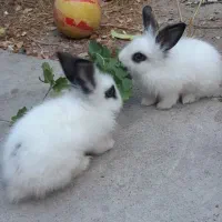 خرگوش نروماده