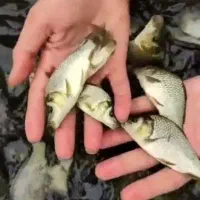 حراج عمده وجزئی انواع بچه ماهی کپور/آمور