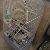 قفس بزرگ پرنده‌
