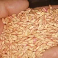 گندم آذر۲ بذری