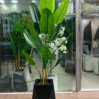درختچه نیکولای خارجی وارداتی