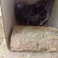 دو جفت آلمانی