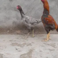 تخم نطفه دار لاری