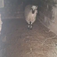 بره نر