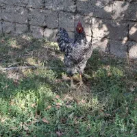 خروس اصل آمروک|حیوانات مزرعه|شاهین دژ, |دیوار