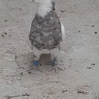 جفت طوقی کرمانشاهی بدون نقص