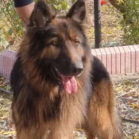 سگ ژرمن نر  موبلند
