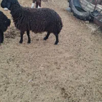 بره|حیوانات مزرعه|فرمهین, |دیوار