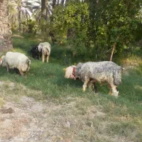قوچ شهرکردی