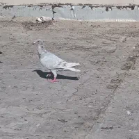 جوجه کاغذی|پرنده|اهواز, طالقانی|دیوار