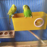 مرغ عشق خوش رنگ و بالغ