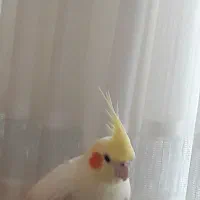 عروس هلندی مولدوتازدانخور وسرلاکی|پرنده|اصفهان, سرشبادران|دیوار