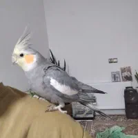 عروس هلندی نر و ماده جفت تخمگذار