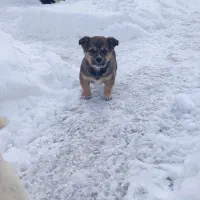 پاکوتاه دوماهه|سگ|مراغه, |دیوار