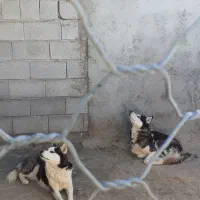 2عدد هاسکی نر سالم|سگ|بستان آباد, |دیوار