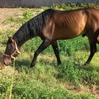 اسب نریان ۶ساله|اسب و تجهیزات اسب‌سواری|خوی, |دیوار