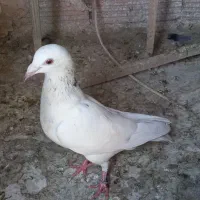 کبوترکله سفید