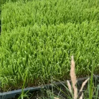نشاه برنج هاشمی