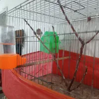 فنج نر ضمانتی