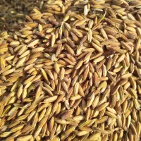 برنج اصل|خوردنی و آشامیدنی|کرمان, |دیوار