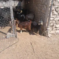 کهره ماده|حیوانات مزرعه|کازرون, |دیوار
