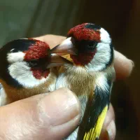 سره وسره قناری قرس بخون ۱۳ ابان شهرری