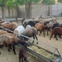 فروش گوسفند|حیوانات مزرعه|تهران, حسن‌آباد|دیوار