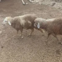 کهره بره|حیوانات مزرعه|اهرم, |دیوار