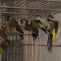 تعدادی سهره نر تولکی