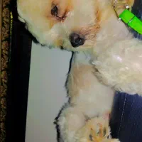 شیتزو کراس عروسکی|سگ|گنبد کاووس, |دیوار