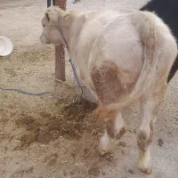 گوسال شاروله اصل ۵ماهه