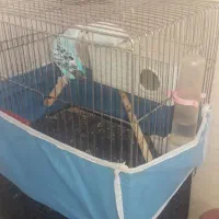 مرغ عشق خوشکل|پرنده|شوشتر, |دیوار