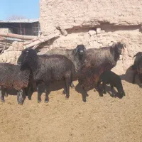 سه قوچ به فروش میرسد|حیوانات مزرعه|ساروق, |دیوار