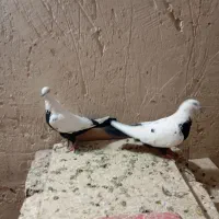 همه رقم کبوتر خوب یکجا دونه ای 500