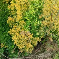 شمشاد طلایی - بوته مادر|خدمات باغبانی و درختکاری|کلاچای, |دیوار