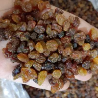 کشمش پلویی مطهر